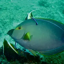 Cuvier's Surgeonfish, photo 8