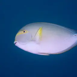 Cuvier's Surgeonfish, photo 9