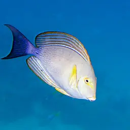 Cuvier's Surgeonfish, photo 10