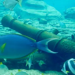 Cuvier's Surgeonfish, photo 11