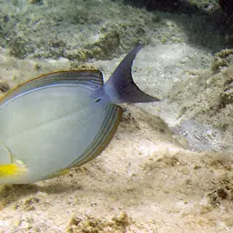 Cuvier's Surgeonfish, photo 12