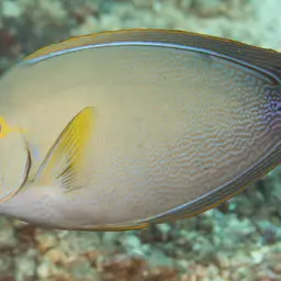 Cuvier's Surgeonfish, photo 2