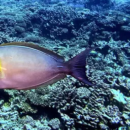 Cuvier's Surgeonfish, photo 3