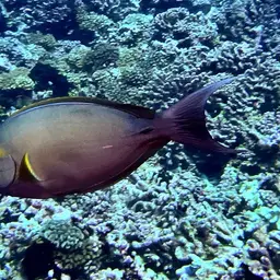 Cuvier's Surgeonfish, photo 4