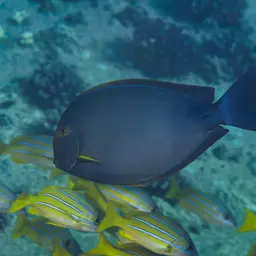 Cuvier's Surgeonfish, photo 5