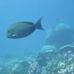 Cuvier's Surgeonfish, photo 6
