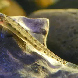 Horse Face Loach