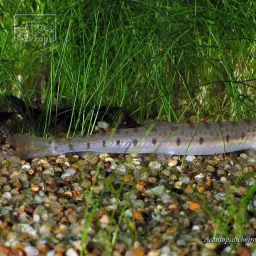 Horse Face Loach, photo 2