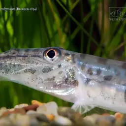 Horse Face Loach, photo 3