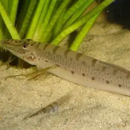 Horse Face Loach, photo 4