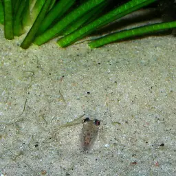 Horse Face Loach, photo 5