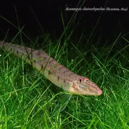 Horse Face Loach, photo 6
