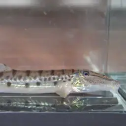 Horse Face Loach, photo 7