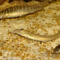 Horse Face Loach, photo 8