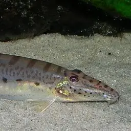 Horse Face Loach, photo 9