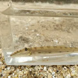 Horse Face Loach, photo 11