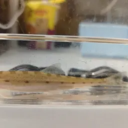 Horse Face Loach, photo 12