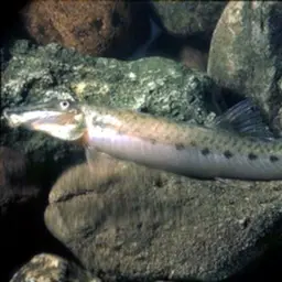 Long-faced Loach, photo 2
