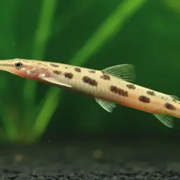 Long-faced Loach