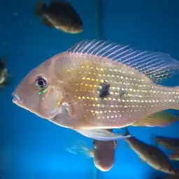 Threadfin Acara