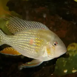Threadfin Acara, photo 2