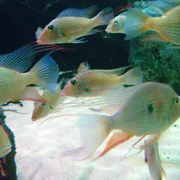 Threadfin Acara, photo 3