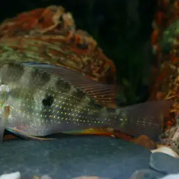 Threadfin Acara, photo 5