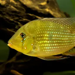 Threadfin Acara, photo 6