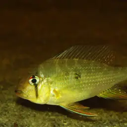 Threadfin Acara, photo 8