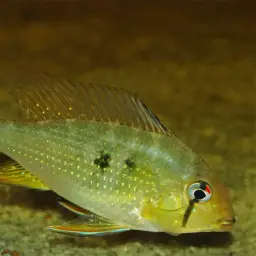 Threadfin Acara, photo 9