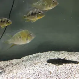 Threadfin Acara, photo 10