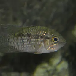 Bigeye Cichlid