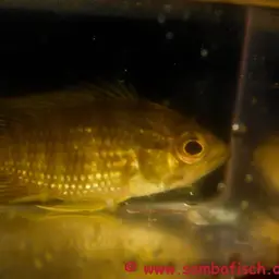 Bigeye Cichlid, photo 2