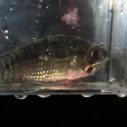 Spangled Cichlid, photo 2