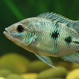 Spangled Cichlid