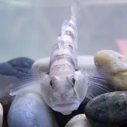 Green-shouldered Goby