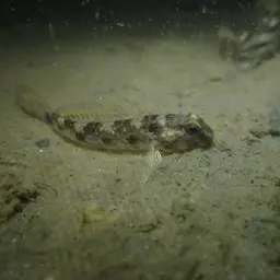Green-shouldered Goby, photo 2