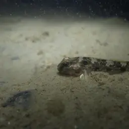 Green-shouldered Goby, photo 3