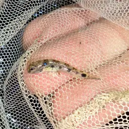 Green-shouldered Goby, photo 4
