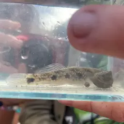 Green-shouldered Goby, photo 7