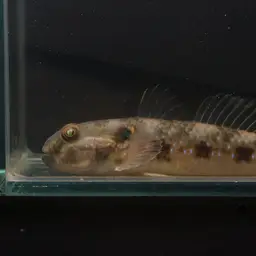 Green-shouldered Goby, photo 8