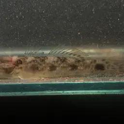 Green-shouldered Goby, photo 9