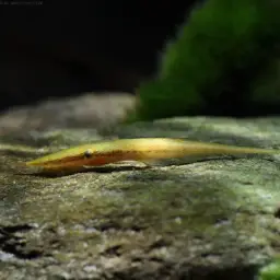 Stick Catfish