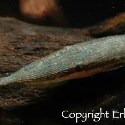 Stick Catfish, photo 2
