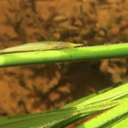 Stick Catfish, photo 3