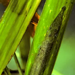 Stick Catfish, photo 4