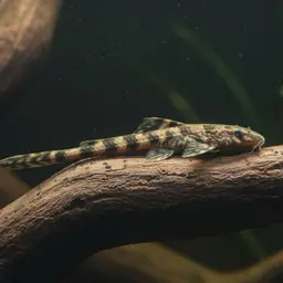 Stick Catfish, photo 5