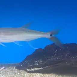 Red-tailed Freshwater Barracuda, Spotted Cachorro, photo 1