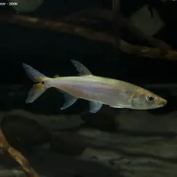 Red-tailed Freshwater Barracuda, Spotted Cachorro, photo 2