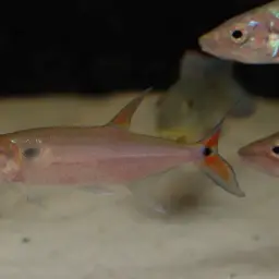 Red-tailed Freshwater Barracuda, Spotted Cachorro, photo 3